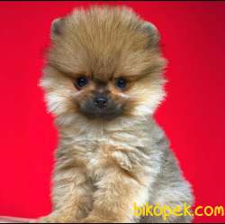 Anne Altından Pomeranian BOO Yavrularımız Sizlerle 5