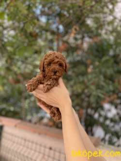 Anne Altından Red Brown Toy Poodle 4
