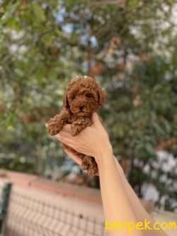 Anne Altından Red Brown Toy Poodle 1