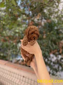 Anne Altından Red Brown Toy Poodle 2