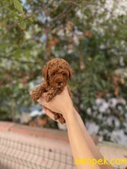 Anne Altından Red Brown Toy Poodle 3
