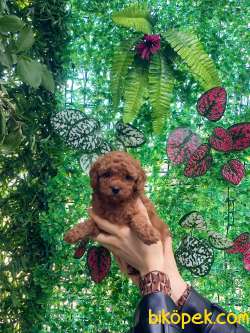 Anne Altından Red Brown Toy Poodle Bebekler 4