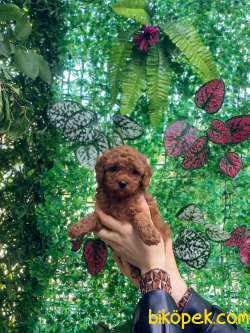 Anne Altından Red Brown Toy Poodle Bebekler