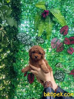 Anne Altından Red Brown Toy Poodle Bebekler 2