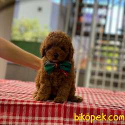 Anne Altından Red Brown Toy Poodle Bebekler 3