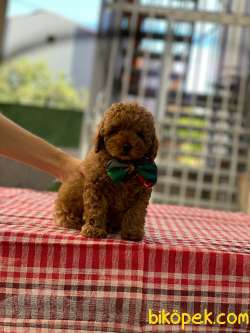 Anne Altından Red Brown Toy Poodle Bebekler