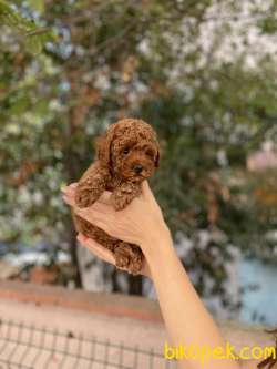 Anne Altından Red Brown Toy Poodle Bebekler 5