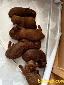 Anne Altından Red Brown Toy Poodle Yavrular 4