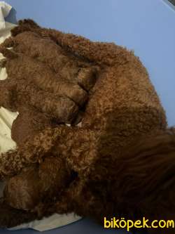 Anne Altından Red Brown Toy Poodle Yavrular 3
