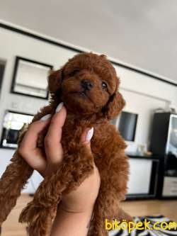 Anne Altından Red Brown Toy Poodle Yavrular 2