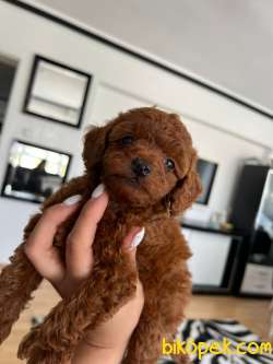 Anne Altından Red Brown Toy Poodle Yavrular 1