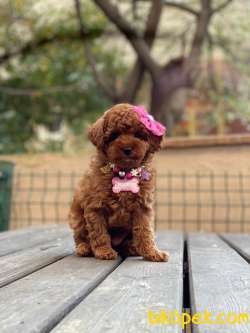 Anne Altından Red Brown Toy Poodle Yavrular