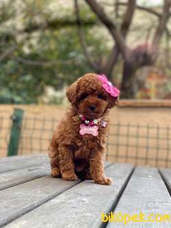 Anne Altından Red Brown Toy Poodle Yavrular 3