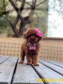 Anne Altından Red Brown Toy Poodle Yavrular 2