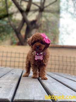 Anne Altından Red Brown Toy Poodle Yavrular 4