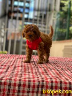 Anne Altından Red Brown Toy Poodle Yavrular 5