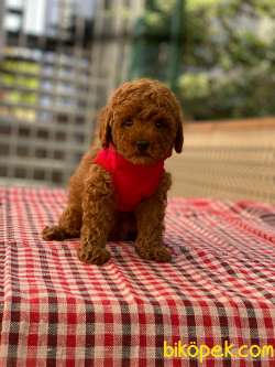 Anne Altından Red Brown Toy Poodle Yavrular 3