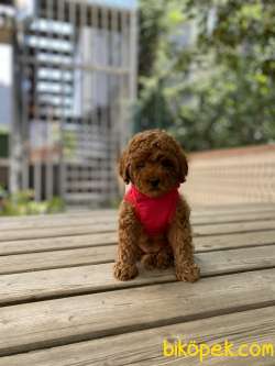 Anne Altından Red Brown Toy Poodle Yavrular