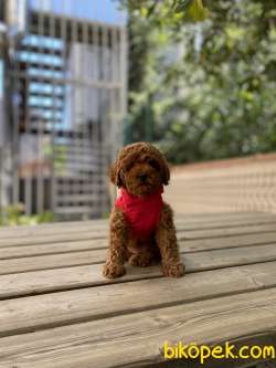 Anne Altından Red Brown Toy Poodle Yavrular 4