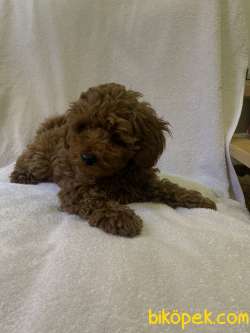Anne Altından Red Brown Toy Poodle Yavrular 3