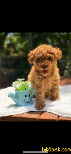 Anne Altından RED TOY POODLE 1