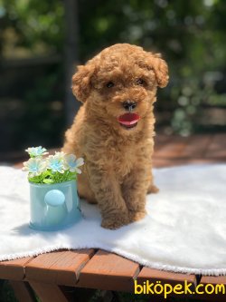Anne Altından RED TOY POODLE 2