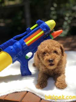 Anne Altından RED TOY POODLE 3