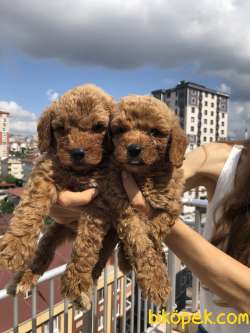 ANNE ALTINDAN TOY POODLE 1