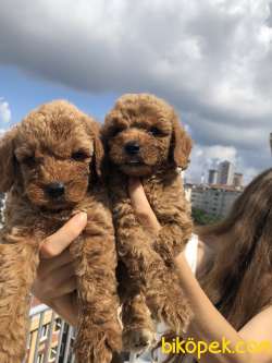 ANNE ALTINDAN TOY POODLE 3