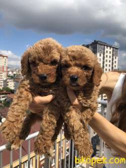 ANNE ALTINDAN TOY POODLE 2