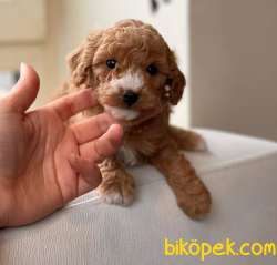 Anne Altından Red Toypoodle Yavrularımız Sizlerle 3