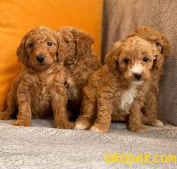 Anne Altından Red Toypoodle Yavrularımız Sizlerle 1