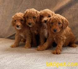 Anne Altından Red Toypoodle Yavrularımız Sizlerle 4