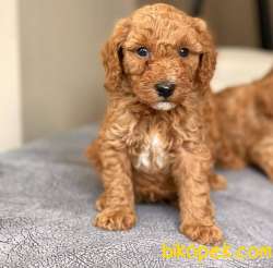Anne Altından Red Toypoodle Yavrularımız Sizlerle 2