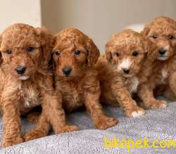 Anne Altından Red Toypoodle Yavrularımız Sizlerle 5