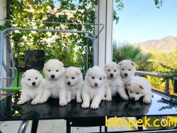Anne Altından Saf Irk SAMOYED Yavrular 3