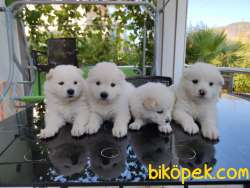 Anne Altından Saf Irk SAMOYED Yavrular 5