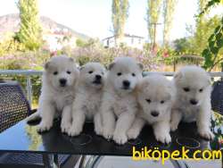 Anne Altından Saf Irk SAMOYED Yavrular 2