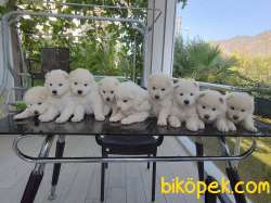 Anne Altından Saf Irk SAMOYED Yavrular 1