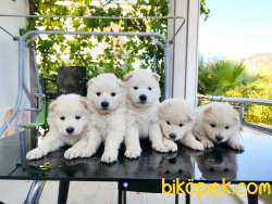 Anne Altından Saf Irk SAMOYED Yavrular 4
