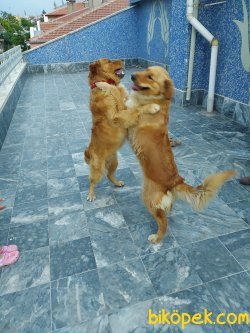 Anne Altından Safkan Golden Yavruları 4