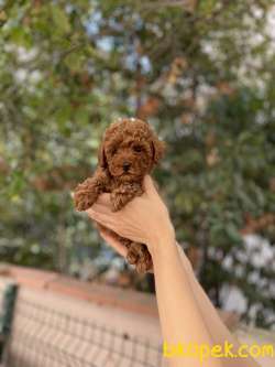 Anne Altından Safkan Toy Poodle Yavrular 2