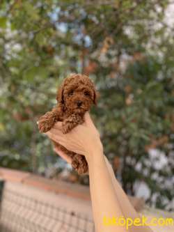 Anne Altından Safkan Toy Poodle Yavrular 1