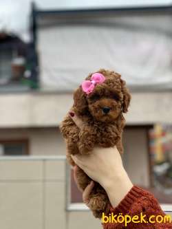 Anne Altından Sağlık Garantili Orjinal Toy Poodle 5