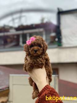 Anne Altından Sağlık Garantili Orjinal Toy Poodle 1