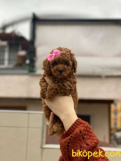 Anne Altından Sağlık Garantili Orjinal Toy Poodle 4