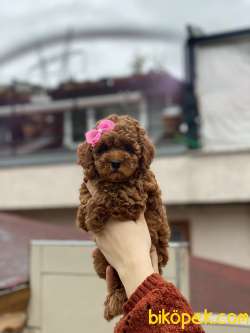 Anne Altından Sağlık Garantili Orjinal Toy Poodle