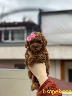 Anne Altından Sağlık Garantili Orjinal Toy Poodle 4