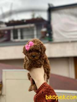 Anne Altından Sağlık Garantili Orjinal Toy Poodle 3