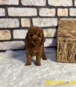 Anne Altından Şecereli Red Toy Poodle 3